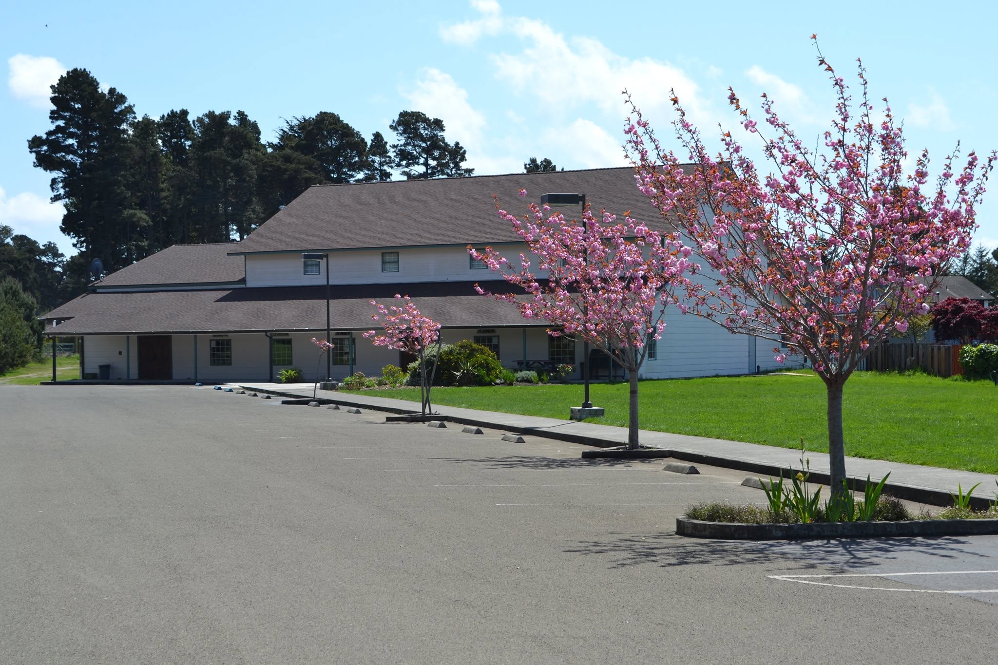 Church building with blooming cherry blossom trees in spring