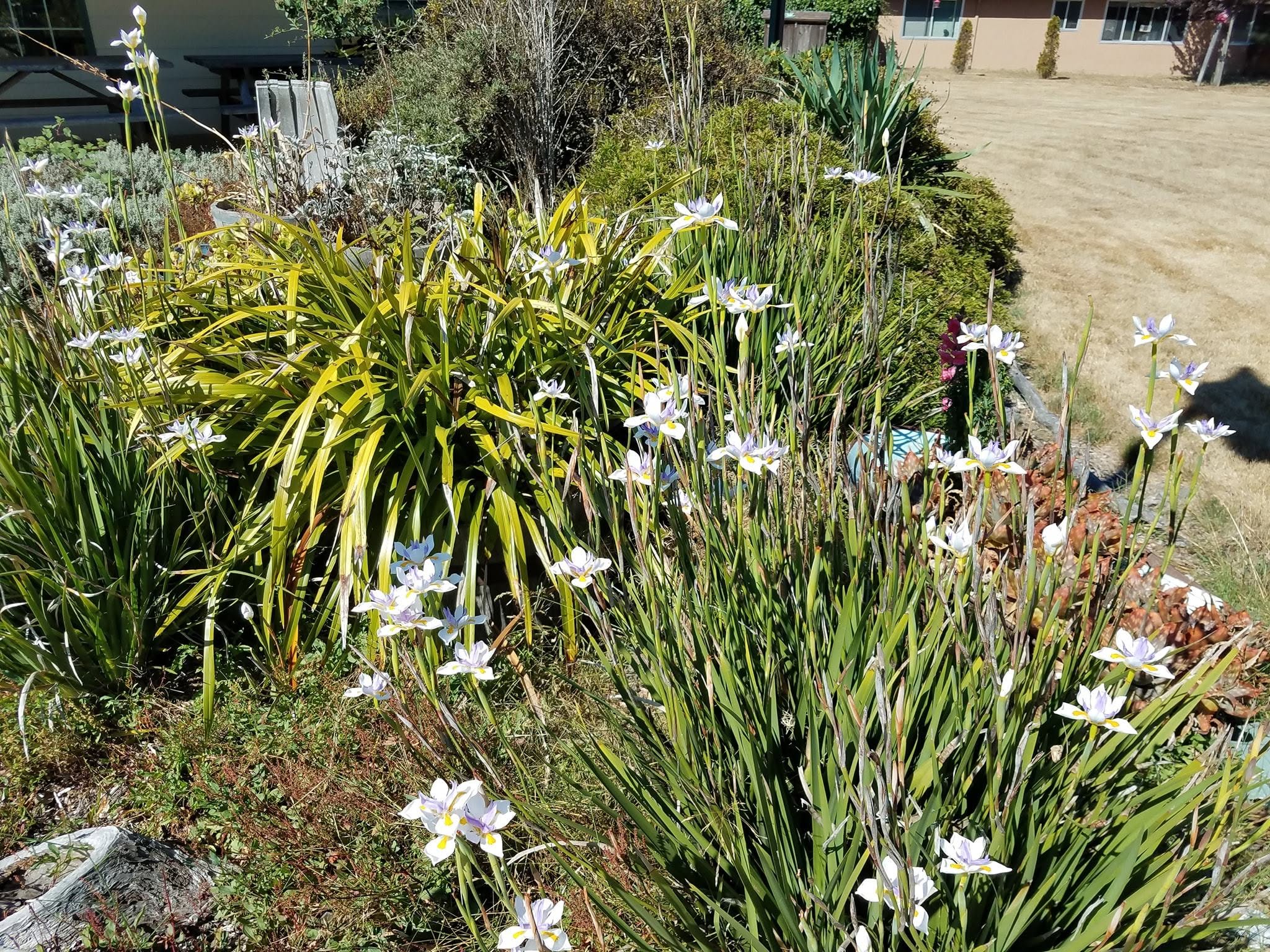 Iris flowers blooming on the church grounds